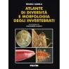 Atlante di diversità e morfologia degli invertebrati