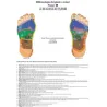 Poster di riflessologia del piede a colori