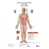 Poster di agopuntura e microsistemi
