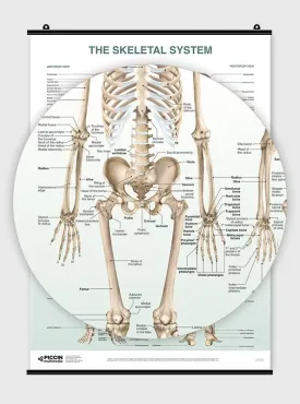 The Skeletal System Poster