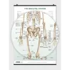 The Skeletal System Poster