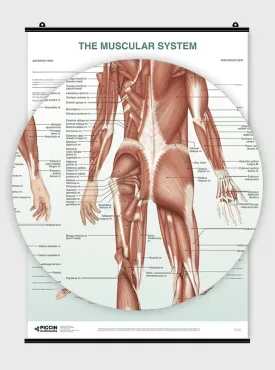 The Muscular System Poster