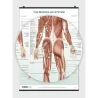 The Skeletal System Poster