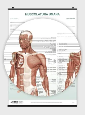 Poster Muscolatura umana