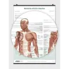 The Skeletal System Poster