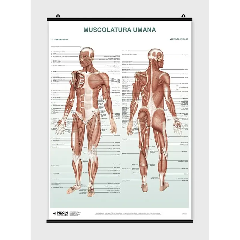 The Skeletal System Poster