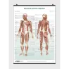 The Skeletal System Poster
