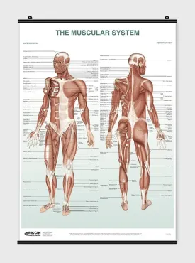 The Muscular System - Poster