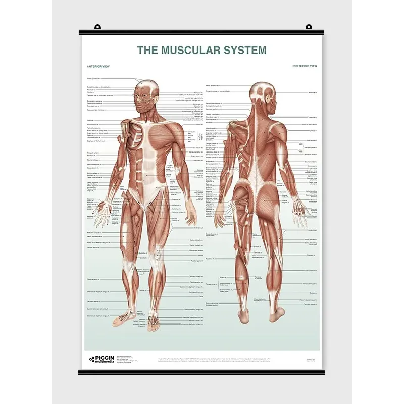 The Skeletal System Poster