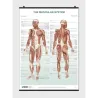 The Skeletal System Poster