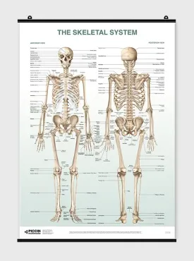 The Skeletal System - Poster