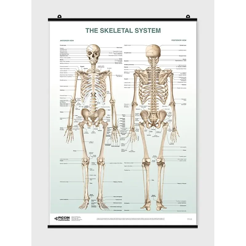 The Skeletal System Poster