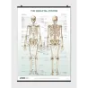 The Skeletal System Poster