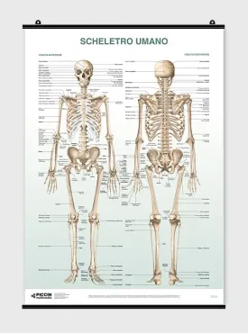 Scheletro Umano - Poster