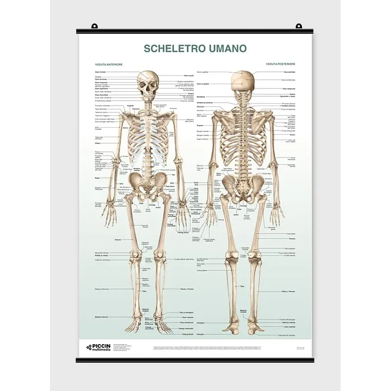 The Skeletal System Poster