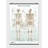 Poster Scheletro Umano
