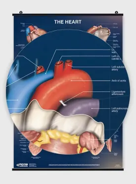 Il Cuore - Poster