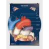 The Heart - Poster