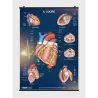 Il Cuore - Poster