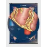Il Cuore - Poster