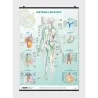 Sistema Linfatico - Poster