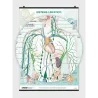 Sistema Linfatico - Poster