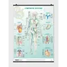 Lymphatic System - Poster