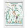 Lymphatic System - Poster