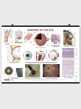 Anatomy of the eye - Poster
