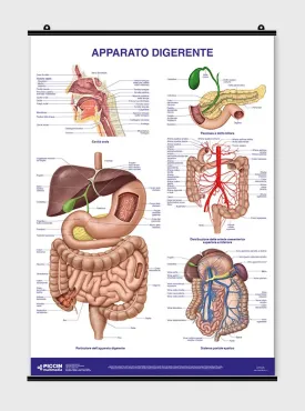 Apparato digerente - Poster