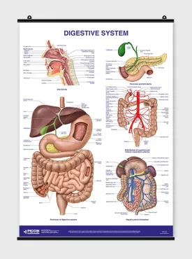 Digestive System - Poster