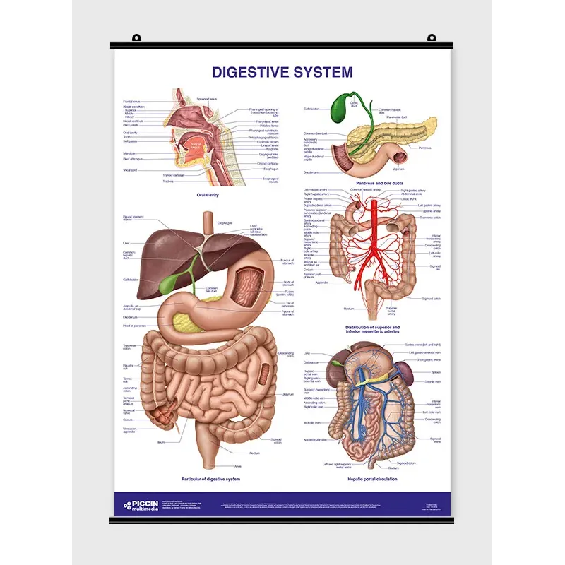 Digestive System