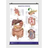 Digestive System