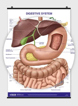 Digestive System