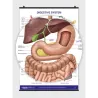 Digestive System