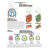 Colorare LA FISIOLOGIA