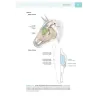 Anatomia applicata e Topografia regionale veterinaria