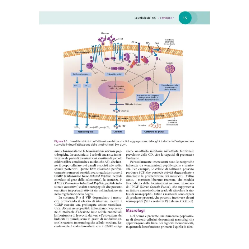 Immunodermatologia clinica