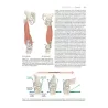 Articolazioni: struttura e funzioni