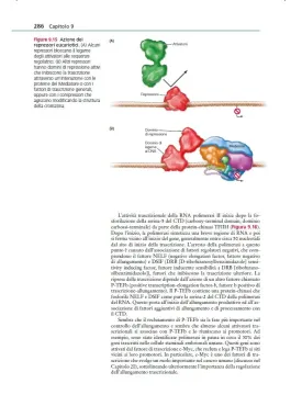 La cellula. Un approccio molecolare