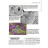Netter’s. Istologia e Anatomia Microscopica con correlazioni cliniche e istopatologiche
