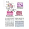 Netter’s. Istologia e Anatomia Microscopica con correlazioni cliniche e istopatologiche