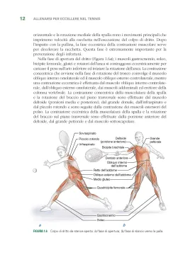 Tennis e anatomia umana
