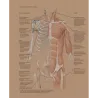 FONDAMENTI di ANATOMIA ARTISTICA