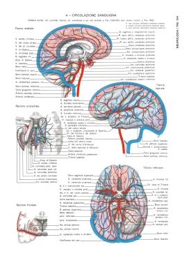 Atlante di ANATOMIA UMANA descrittiva
