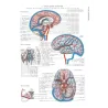 Atlante di ANATOMIA UMANA descrittiva