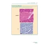 Eserciziario di Istologia