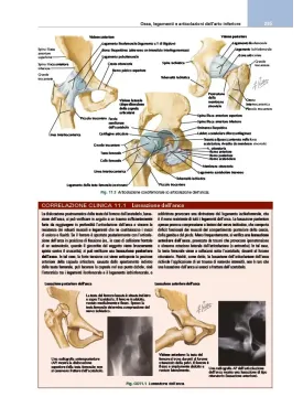 Netter’s Sistema muscoloscheletrico. Anatomia clinica
