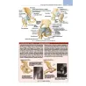 Netter’s Sistema muscoloscheletrico. Anatomia clinica