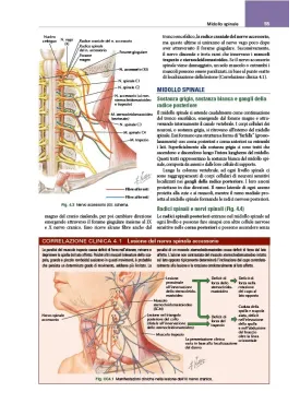 Netter’s Sistema muscoloscheletrico. Anatomia clinica